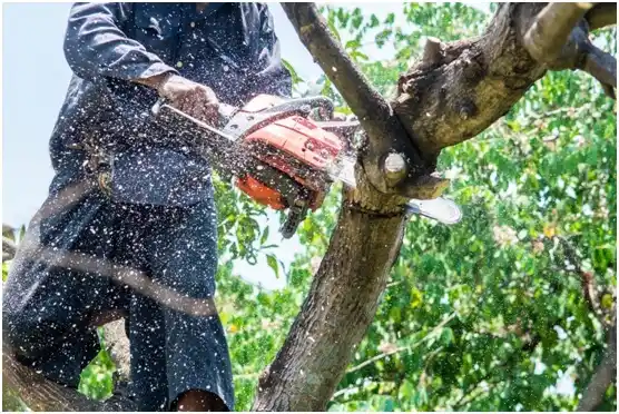 tree services Cathcart